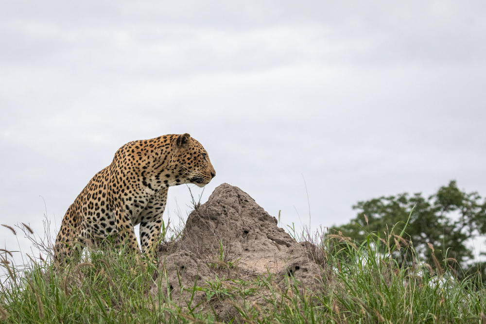 Jawai leopard landscape Rajasthan