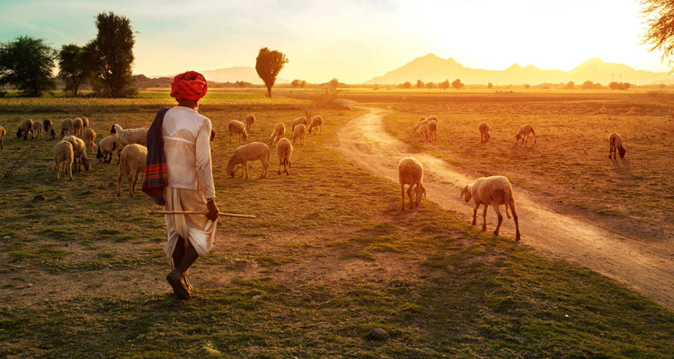 Rural desert life near Jaisalmer